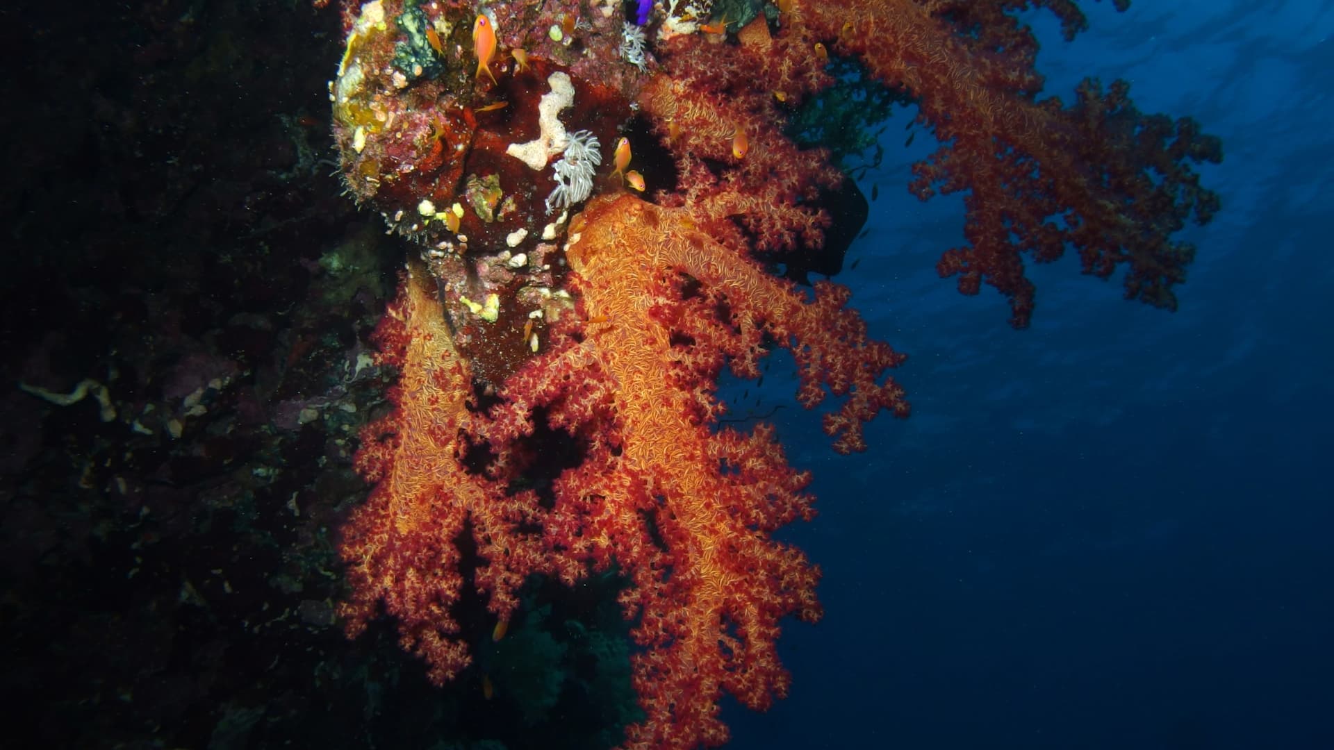 Mar Rojo Ruta Norte