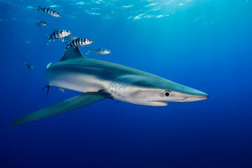 ATLANTICO