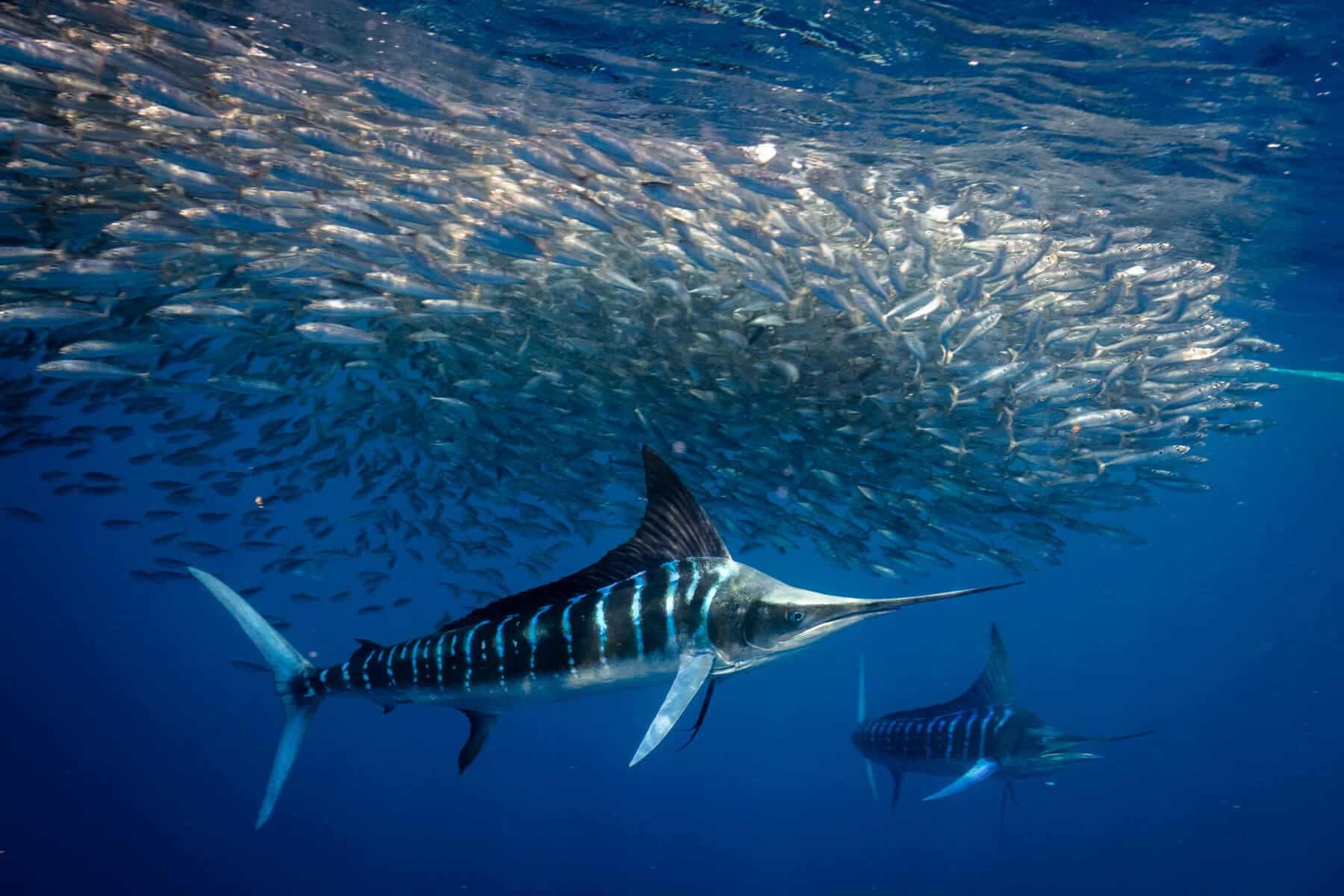 Sardine Run - Baja California