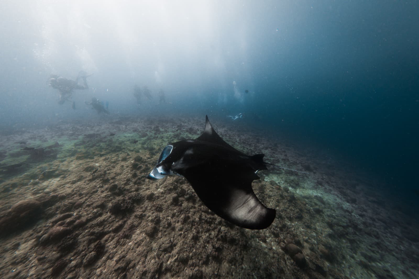 Maldivas - Asana Dive – Buceo & Yoga 2 islas