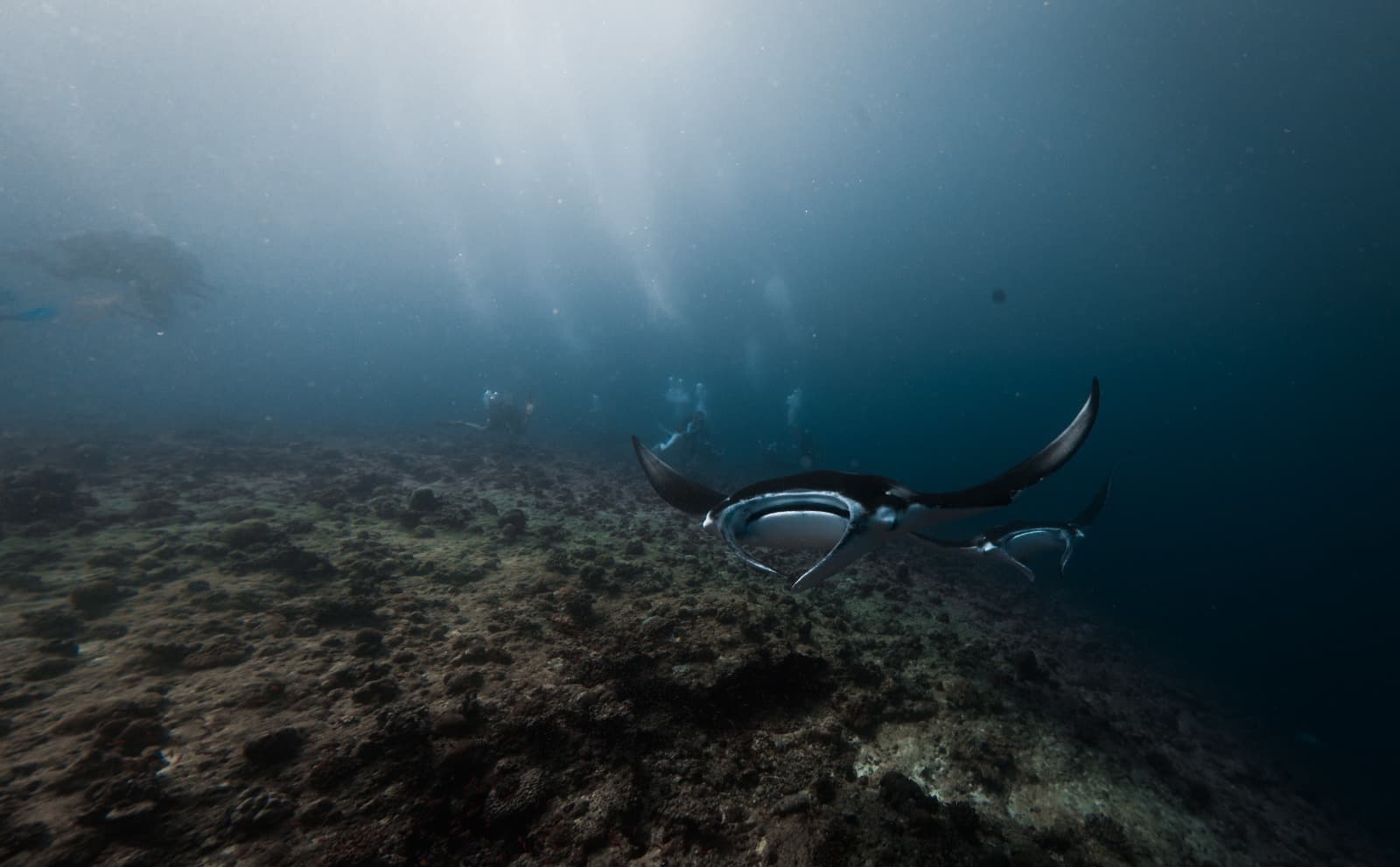Maldivas - Conexión Azul - Buceo, Naturaleza y Alma local. 2 islas.