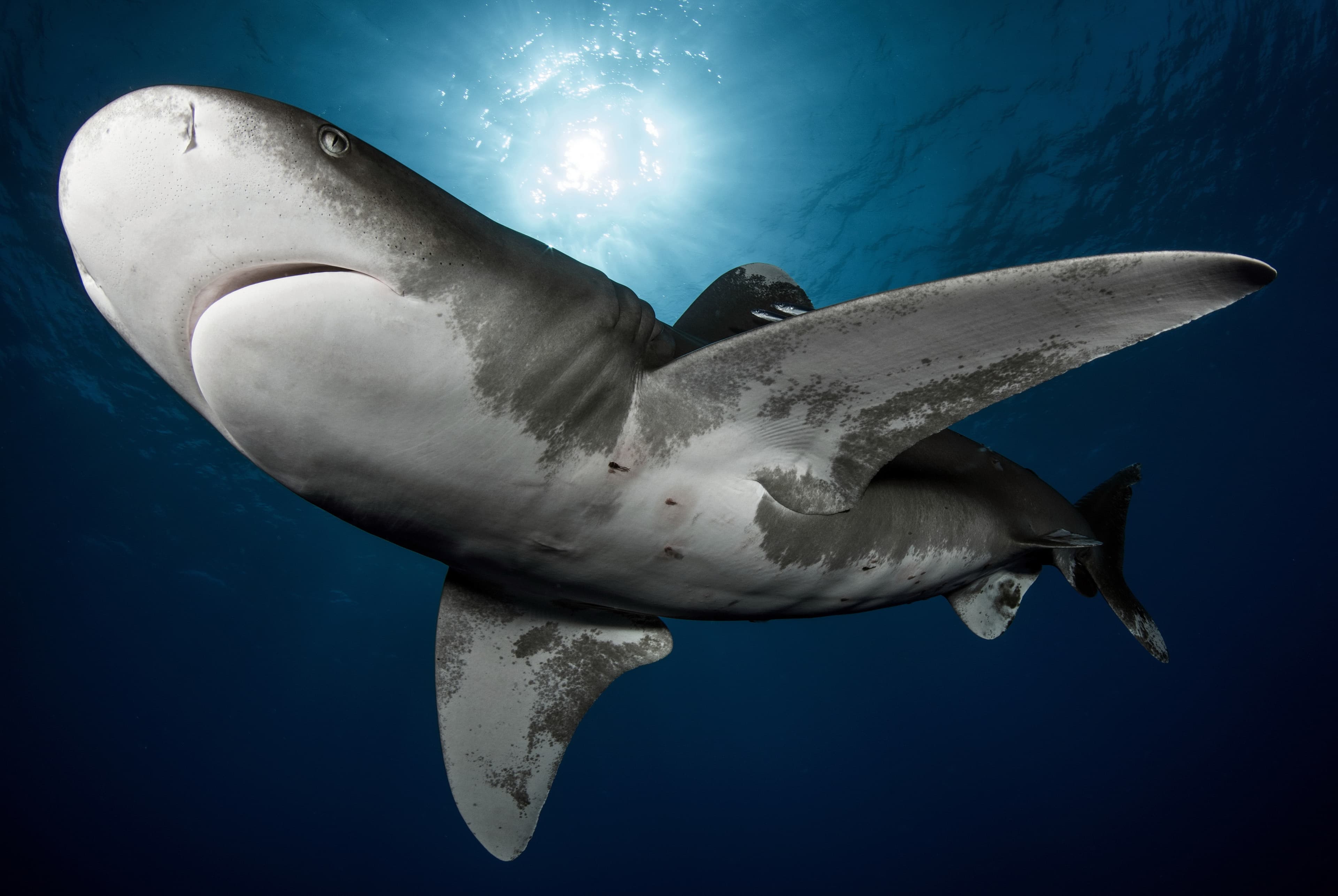 Sharks Triangle: Expedición premium entre más de 12 especies de tiburón