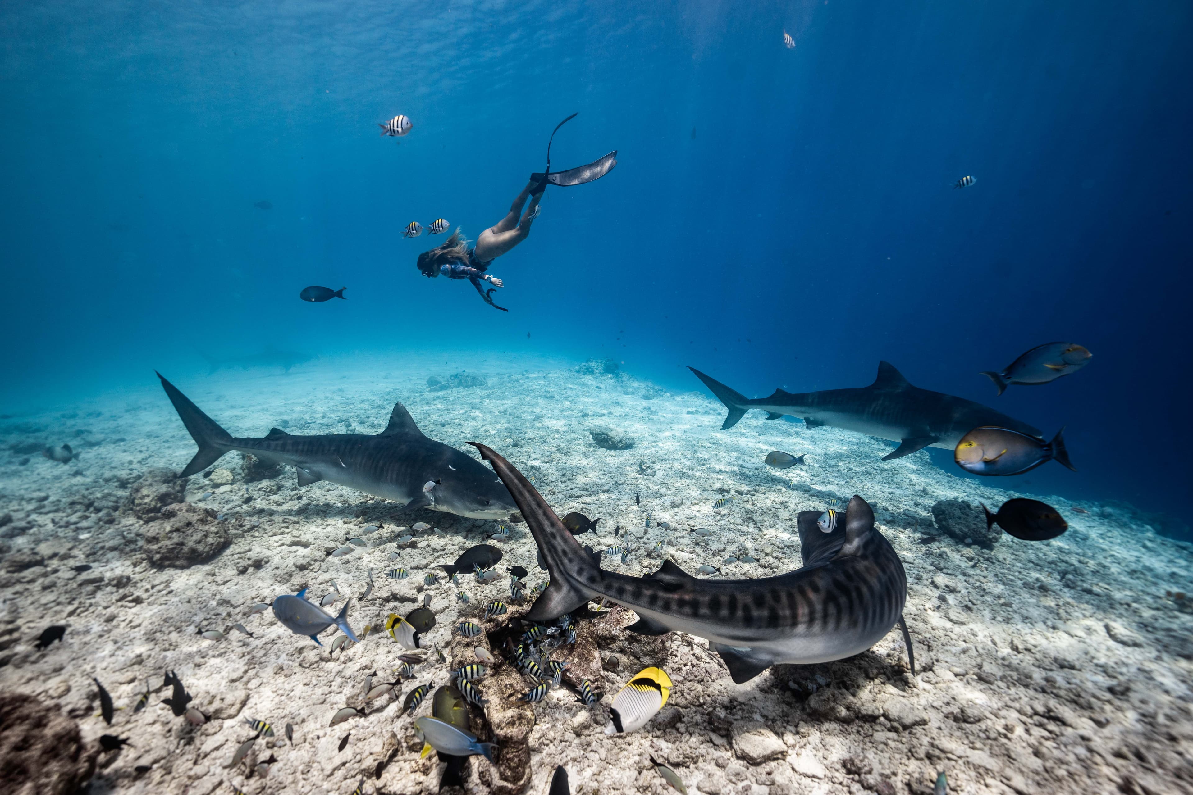 Sharks Triangle: Expedición premium entre más de 12 especies de tiburón