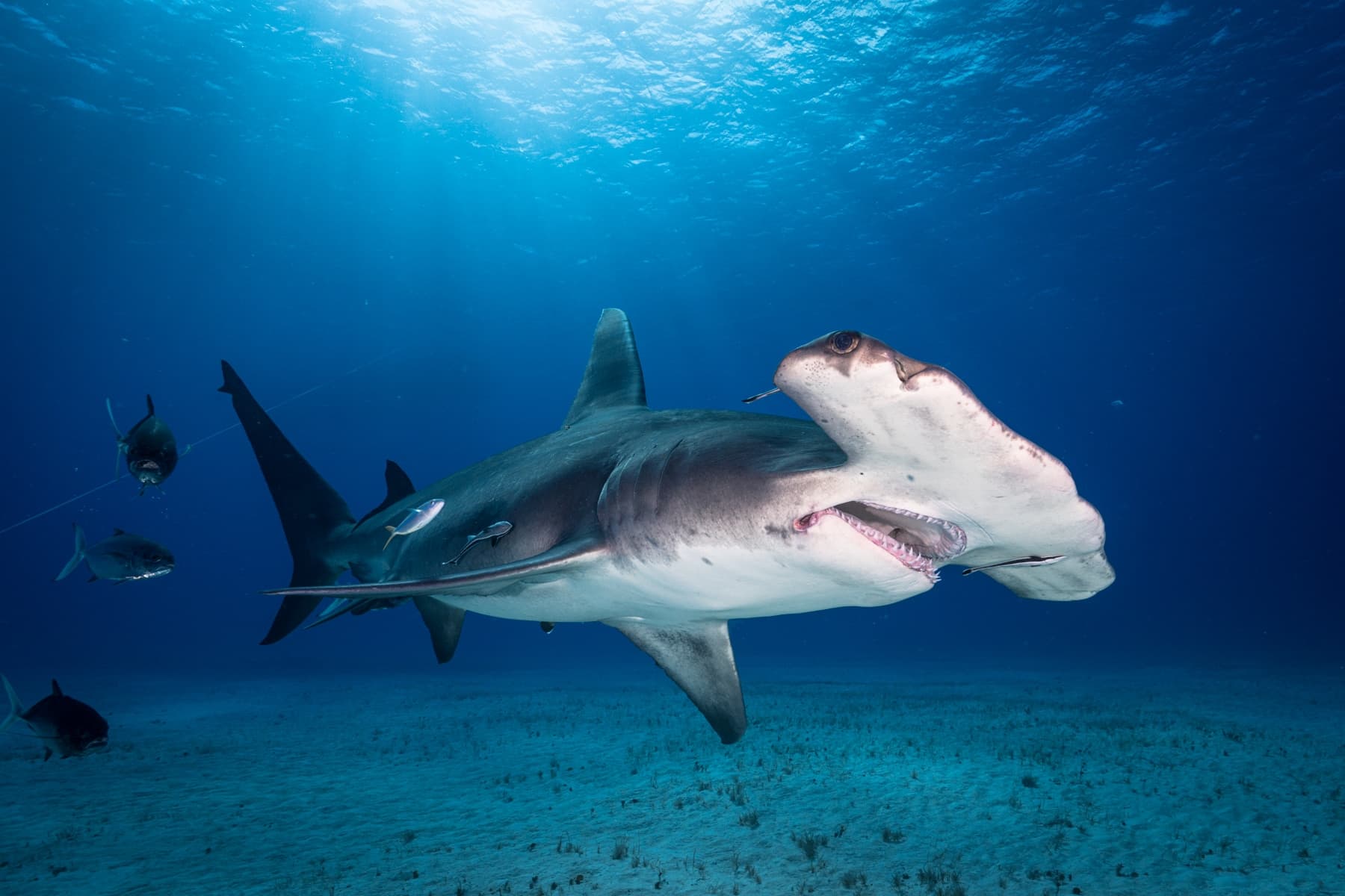 Bimini - El mejor buceo de Bahamas