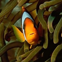 Moalboal - Filipinas