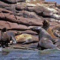 Baja California, La Paz y Cabo Pulmo