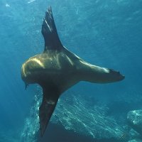 Buceo La Paz, Baja California