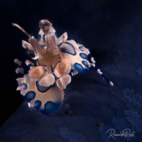 Sulawesi, Bunaken - Lembeh