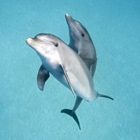 Nadar con delfines en el Mar Rojo