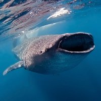 Galápagos Vida a bordo - AQUA
