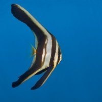 Impresionante Komodo