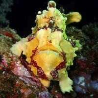 Raja Ampat Biodiversity