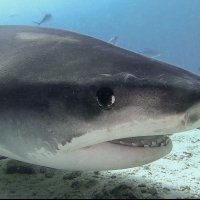 Combinado Islas Maldivas